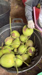 Польза и риски употребления кокоса